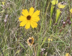 Coreopsis linifolia