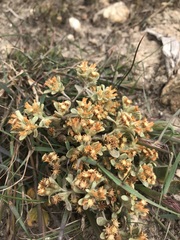 Helichrysum tinctum