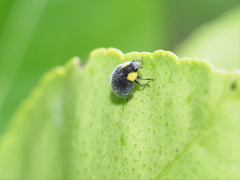 Apolinus lividigaster