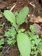 Borago officinalis