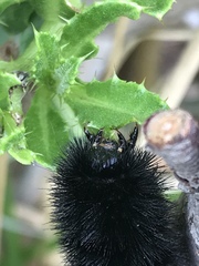 Pyrrharctia isabella