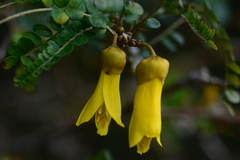 Sophora cassioides