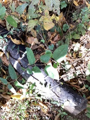 Symphyotrichum shortii