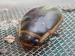 Dytiscus cordieri