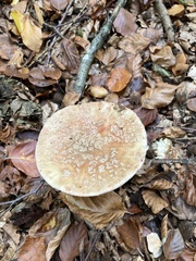 Amanita rubescens