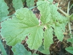 Arctotheca calendula