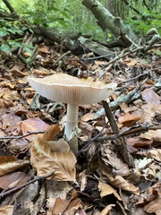 Amanita rubescens
