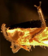 Proteroiulus fuscus