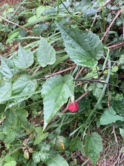 Callianthe megapotamica