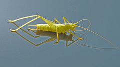 Meconema meridionale