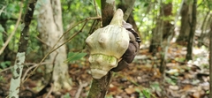 Coenobita