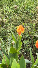 Canna × generalis