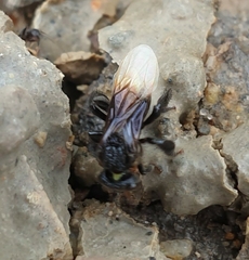 Tetragonilla collina