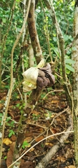 Coenobita