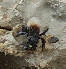 Tetragonilla collina