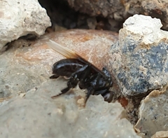 Tetragonilla collina