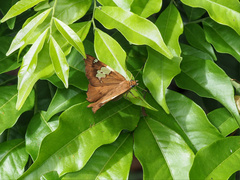 Netrocoryne repanda