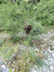 Neoscona orizabensis