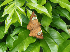 Netrocoryne repanda