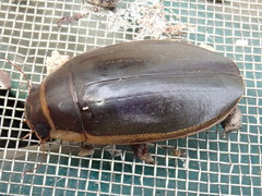 Dytiscus cordieri