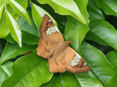 Netrocoryne repanda