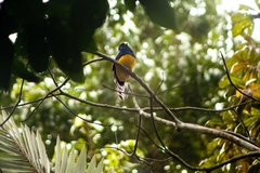 Trogon viridis