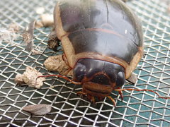 Dytiscus cordieri