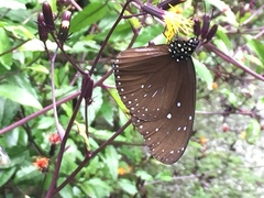 Euploea mulciber mulciber