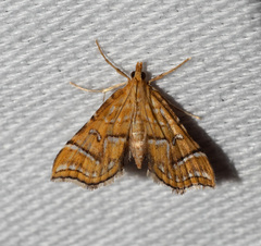 Musotima ochropteralis