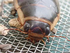 Dytiscus cordieri