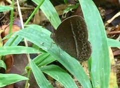 Mycalesis janardana