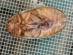 Dytiscus cordieri