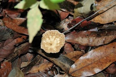 Craterellus lutescens