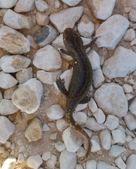Ichthyosaura alpestris alpestris