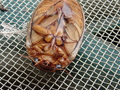 Dytiscus cordieri