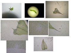 Sciuro-hypnum starkei