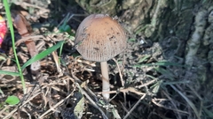 Coprinellus