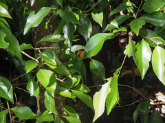 Cupha prosope