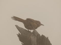 Phacellodomus striaticeps