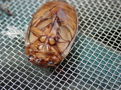 Dytiscus cordieri