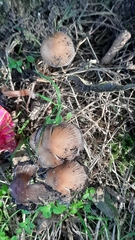 Coprinellus