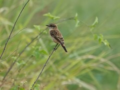 Saxicola stejnegeri