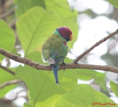 Psittacula cyanocephala