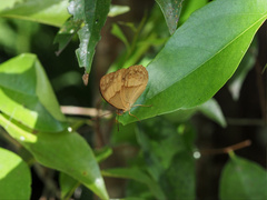 Cupha prosope