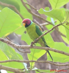 Psittacula cyanocephala