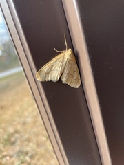 Erannis tiliaria