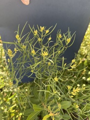 Euthamia gymnospermoides