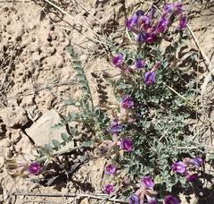 Astragalus missouriensis