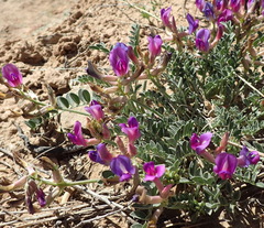 Astragalus missouriensis