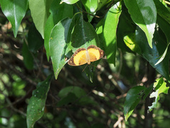 Cupha prosope